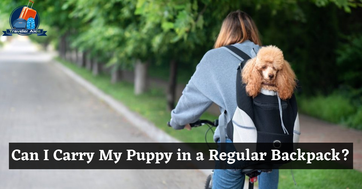 Can I Put My Dog In A Regular Backpack Updated 2023